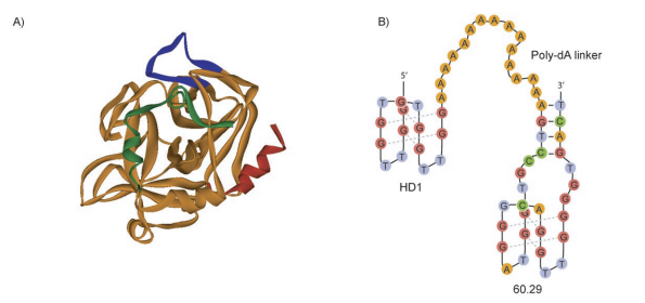 HD1-60.29-15dA structure