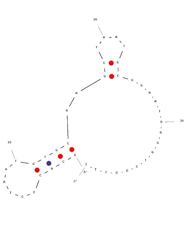 VEGF-GlyApt-1 structure
