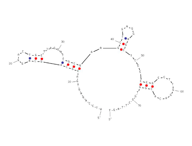 Aptamer Apt5 against Spike (S) Protein of SARS-CoV-2 structure