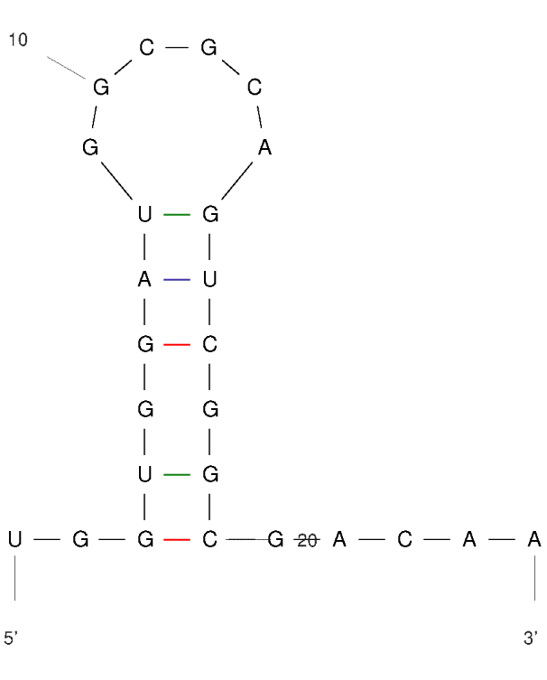 VR11 structure