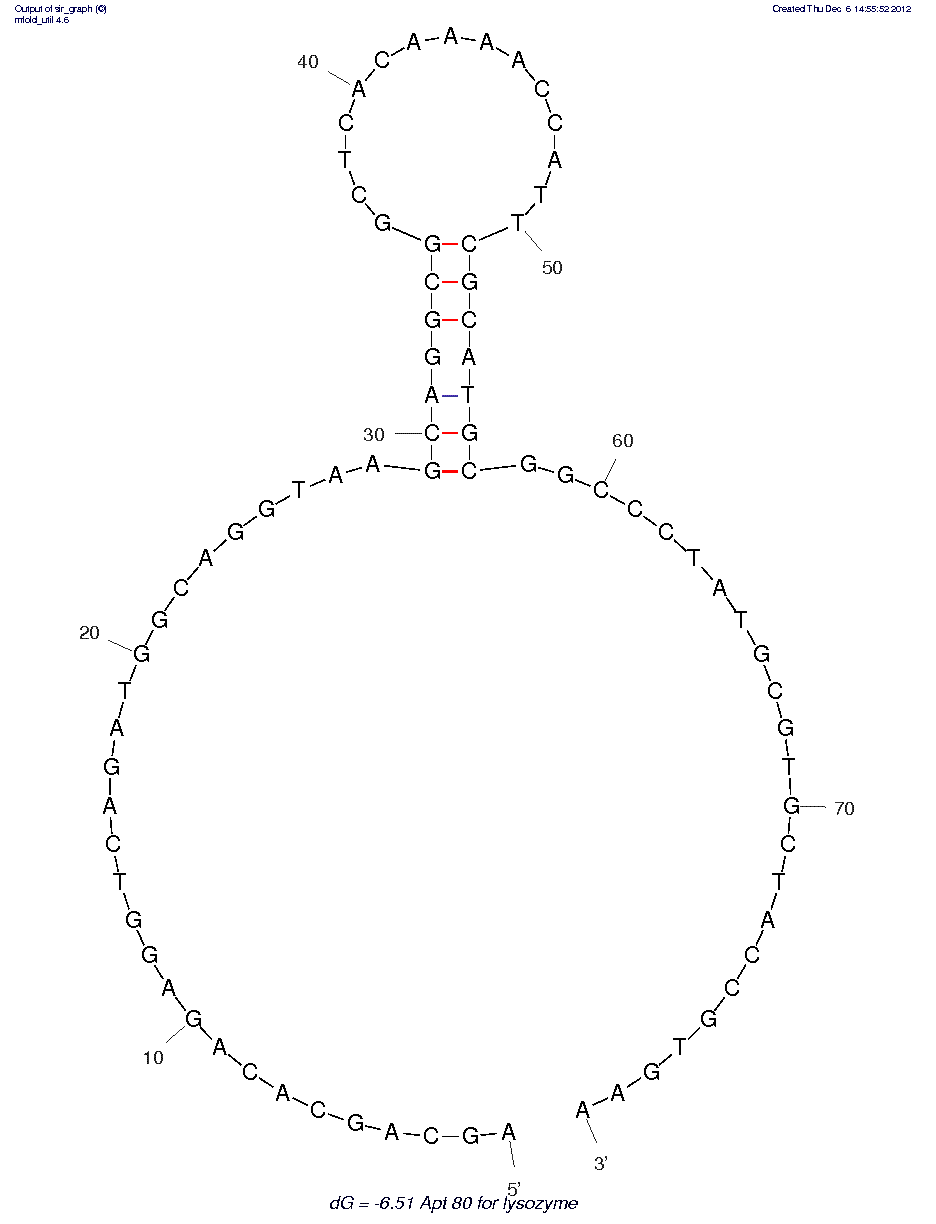 Lysozyme (Apt 80) structure