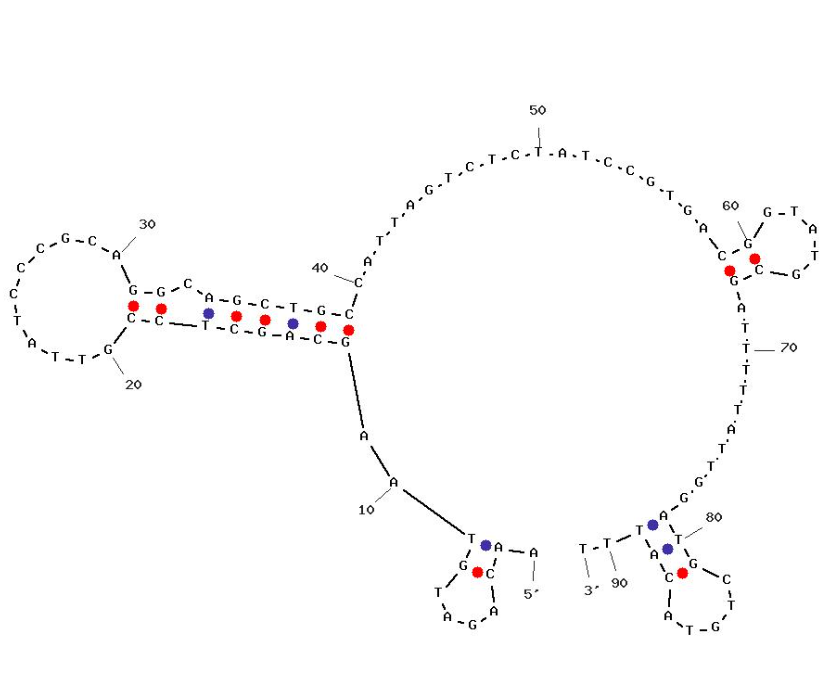 RSV aptamer structure