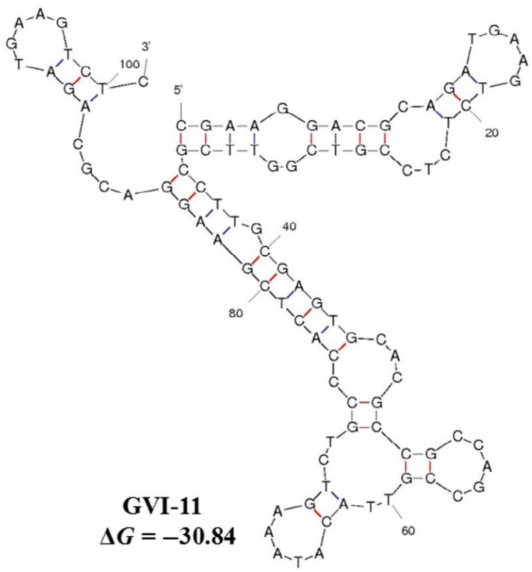 GVI-11 structure