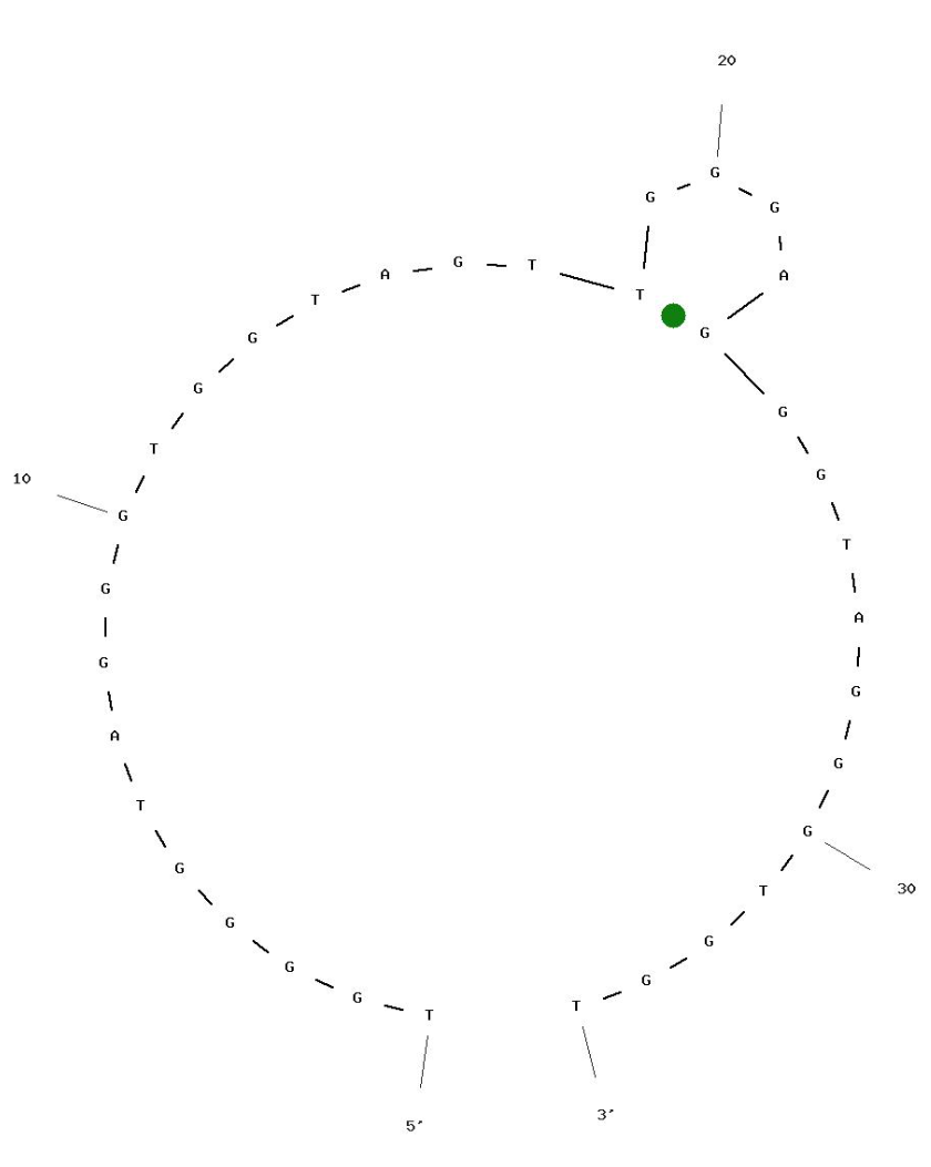A23P6 Aptamer against IL-23 (P19 subunit) structure