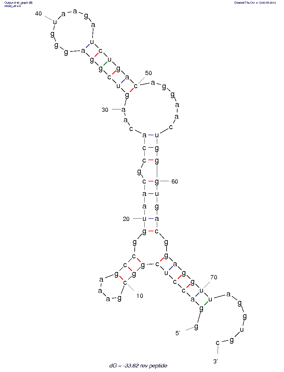 Rev Peptide structure