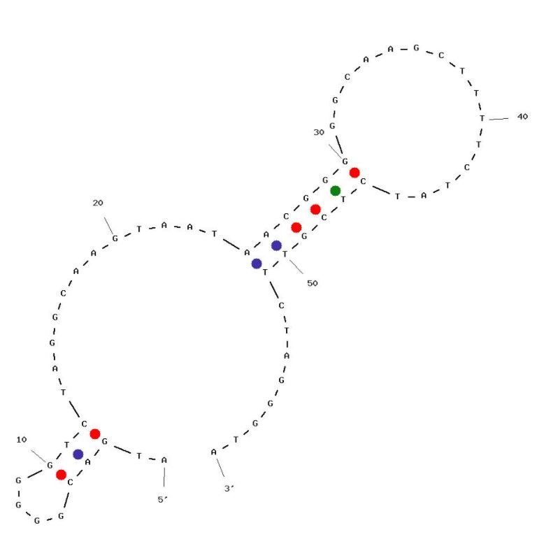 BC1 structure