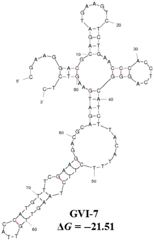 GVI-7 structure