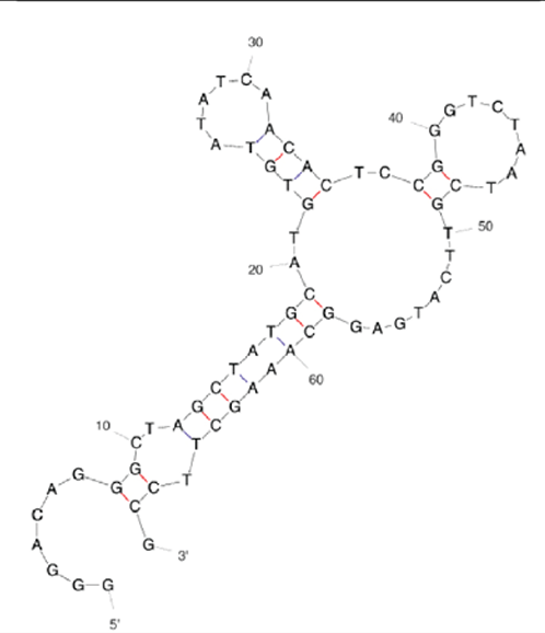 N1 Gold Aptamer structure