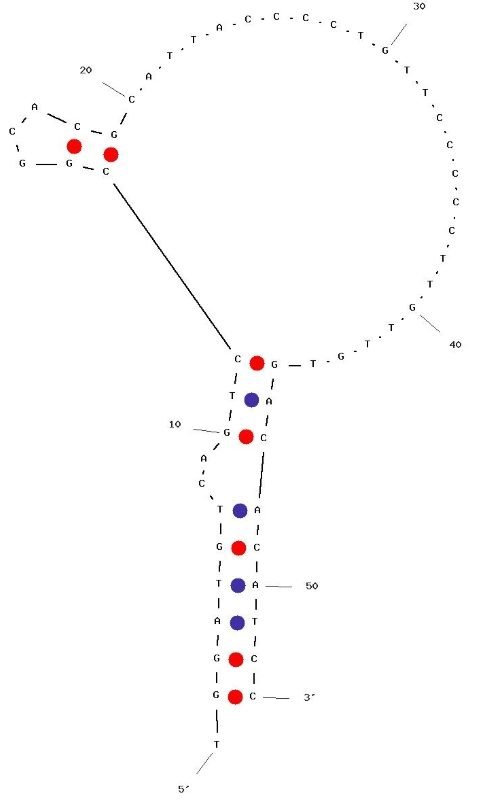L1 structure