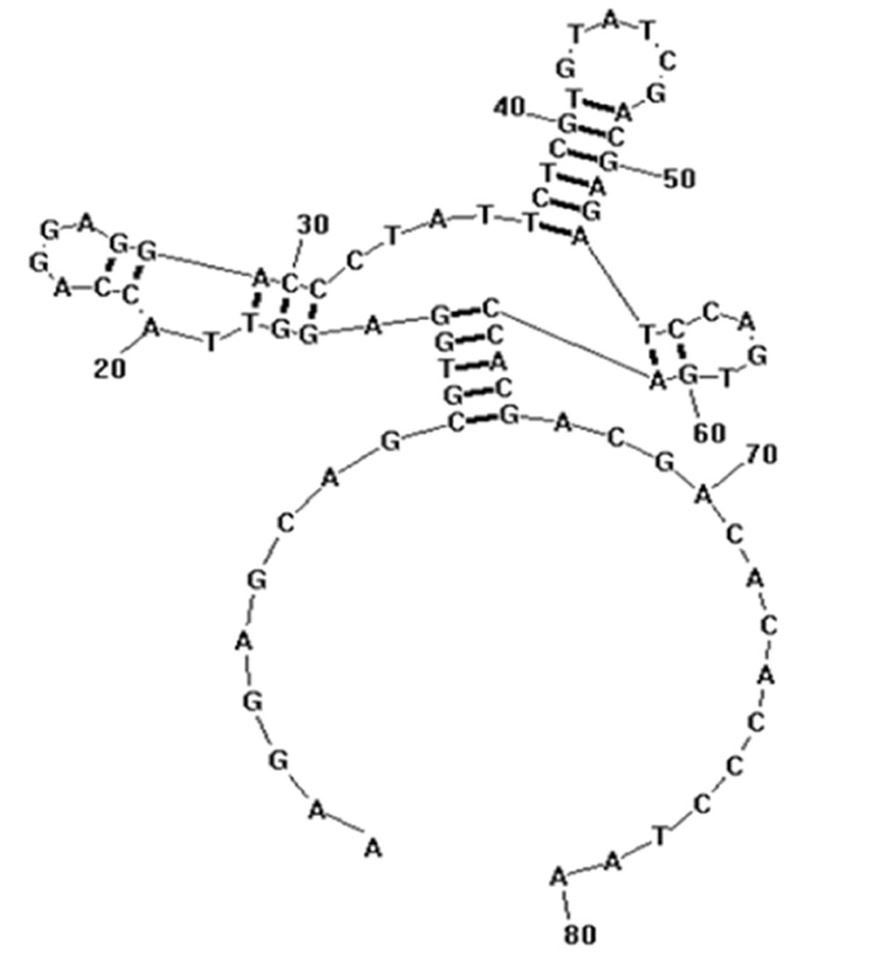 HPA-2 structure