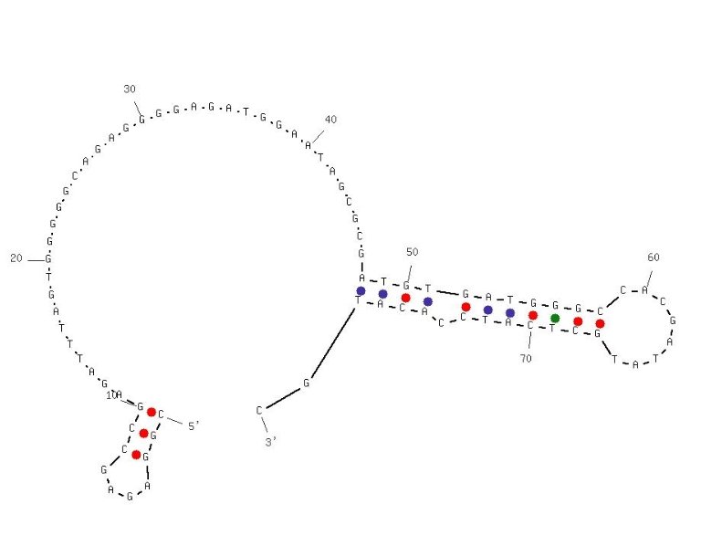 LepDapt-5561 structure