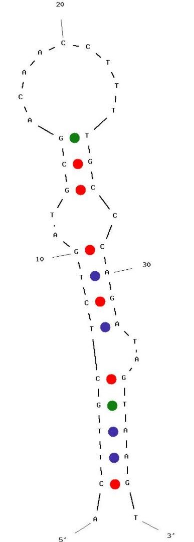 NS13 structure