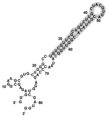 RNA aptamer-1-based sensitive detection of SARS-CoV nucleocapsid protein structure
