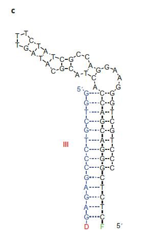 Galactose-bisboronic acid aptamer-sensor structure