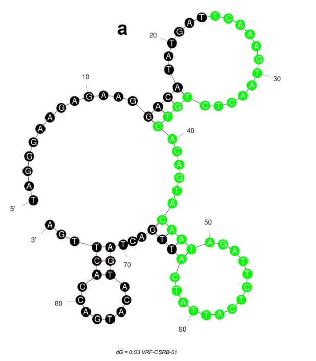 VRF-CSRB-01 structure
