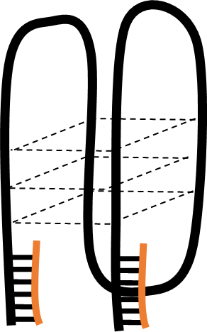 MS3 structure