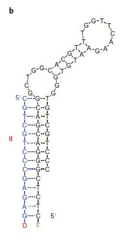 Fructose-bisboronic acid aptamer-sensor structure