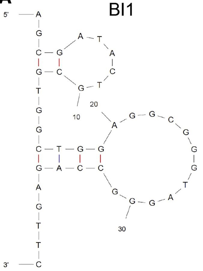 BI1 structure