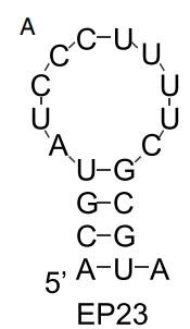 EP23 structure