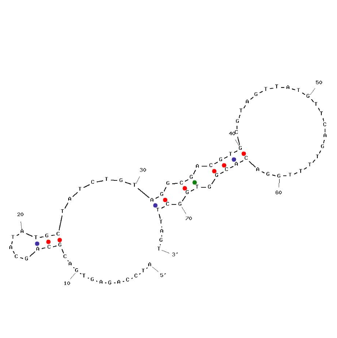 4VA-Apt5 structure