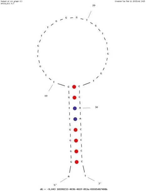 IFNγ Aptamer structure