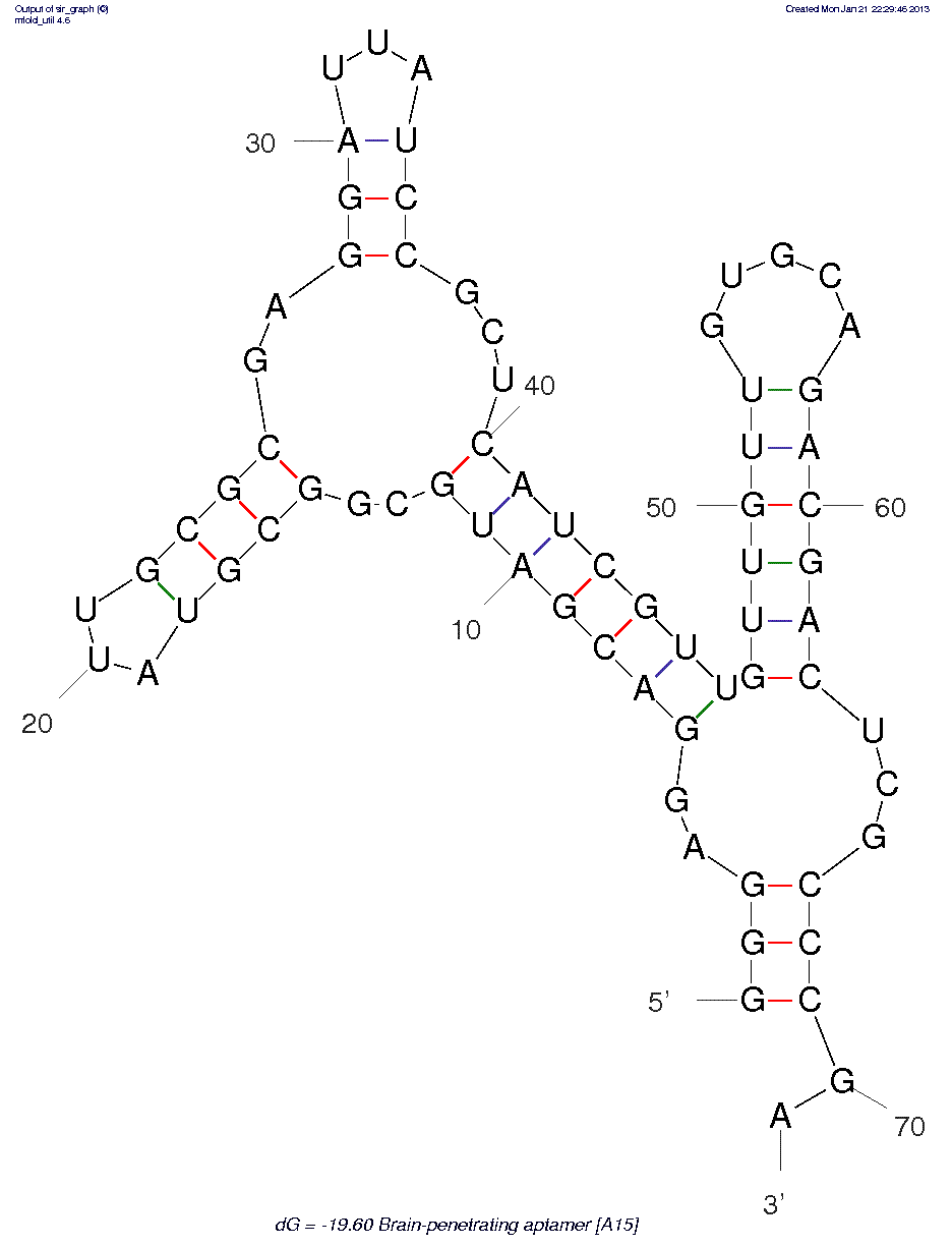 Brain Penetrating Aptamer (A15) structure