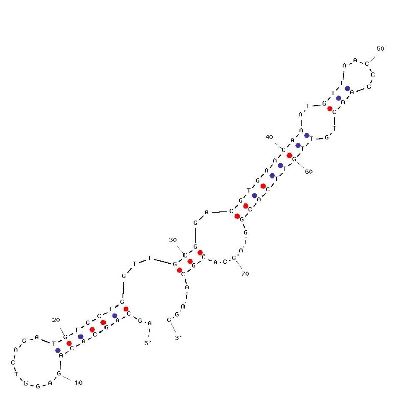 R8-1 (5′) structure