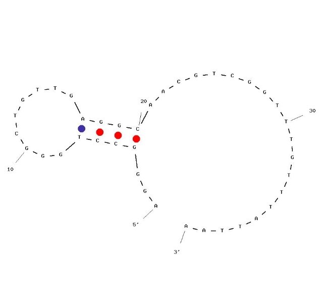 ClenApt-1 structure