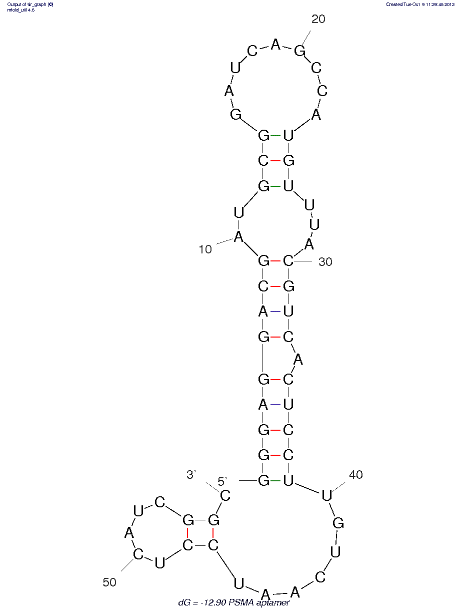 PSMA Aptamer (A10-3) structure