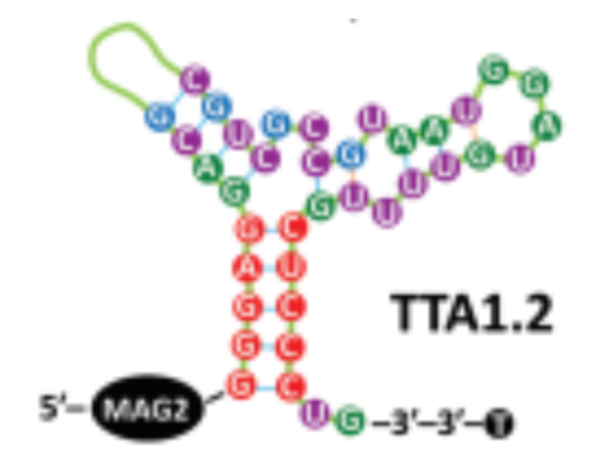 TTA1.2 structure