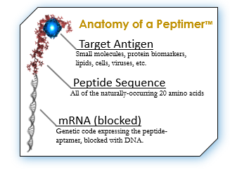 Anatomy of a Peptimer