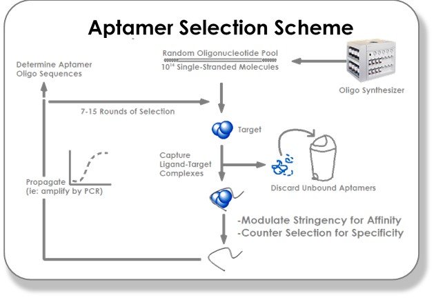 Aptamer selection scheme (SELEX cycle)