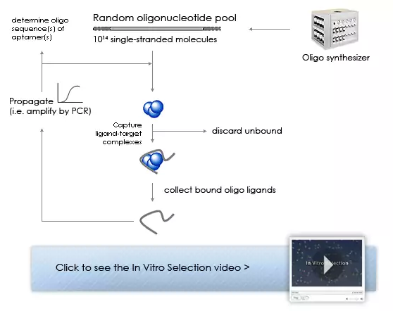 In vitro selection process