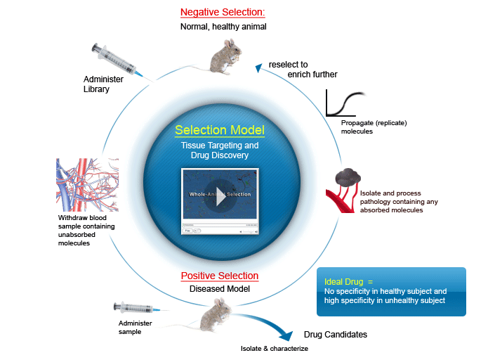 Whole-animal selection model