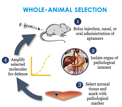 Whole-animal selection process