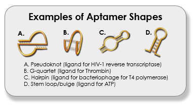 Various aptamer shapes and structures