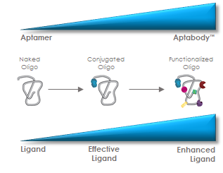 Aptabody functional-group scaffold diagram