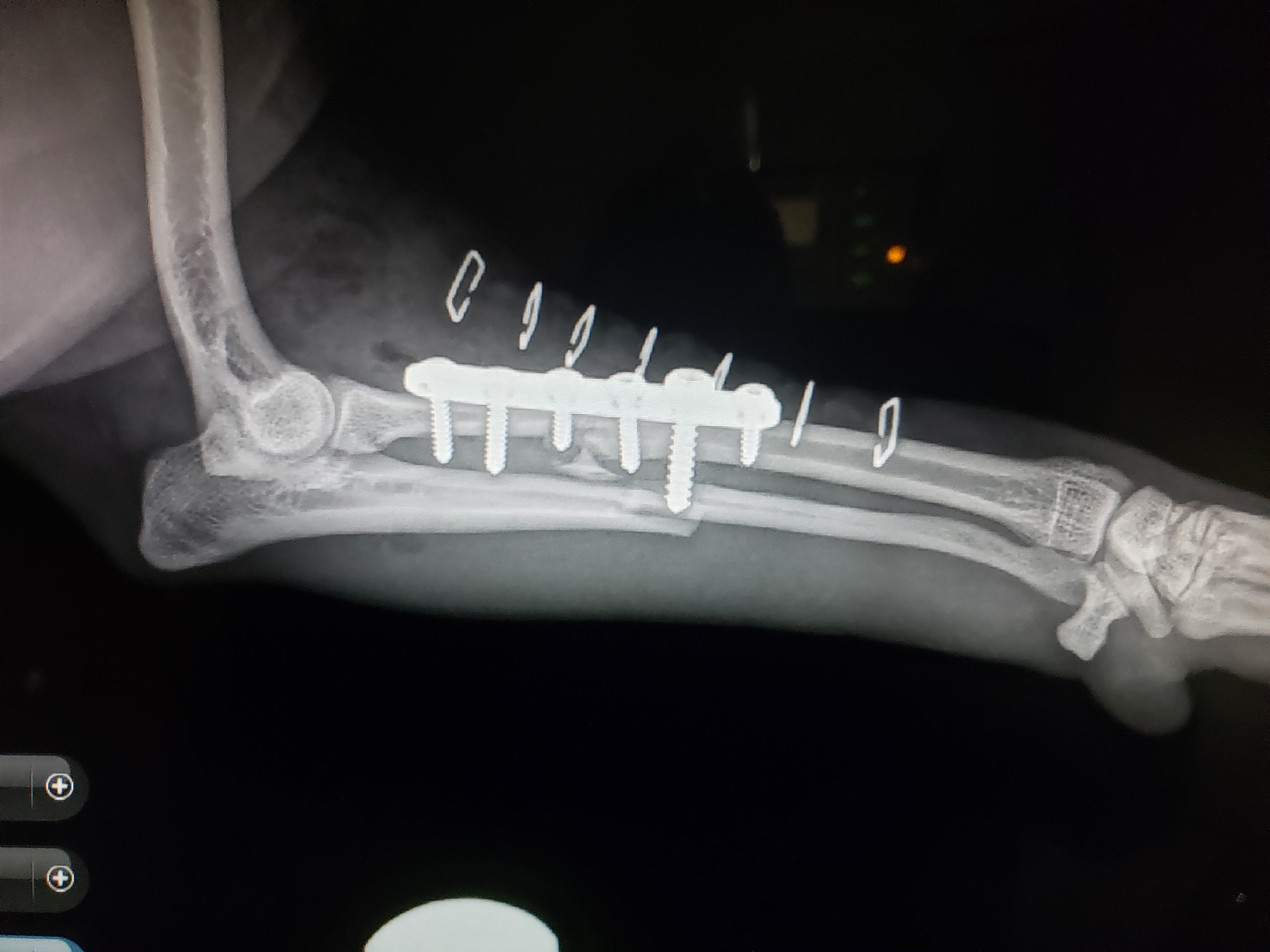 X-ray image of a dog's leg with a plate and screws in the bone