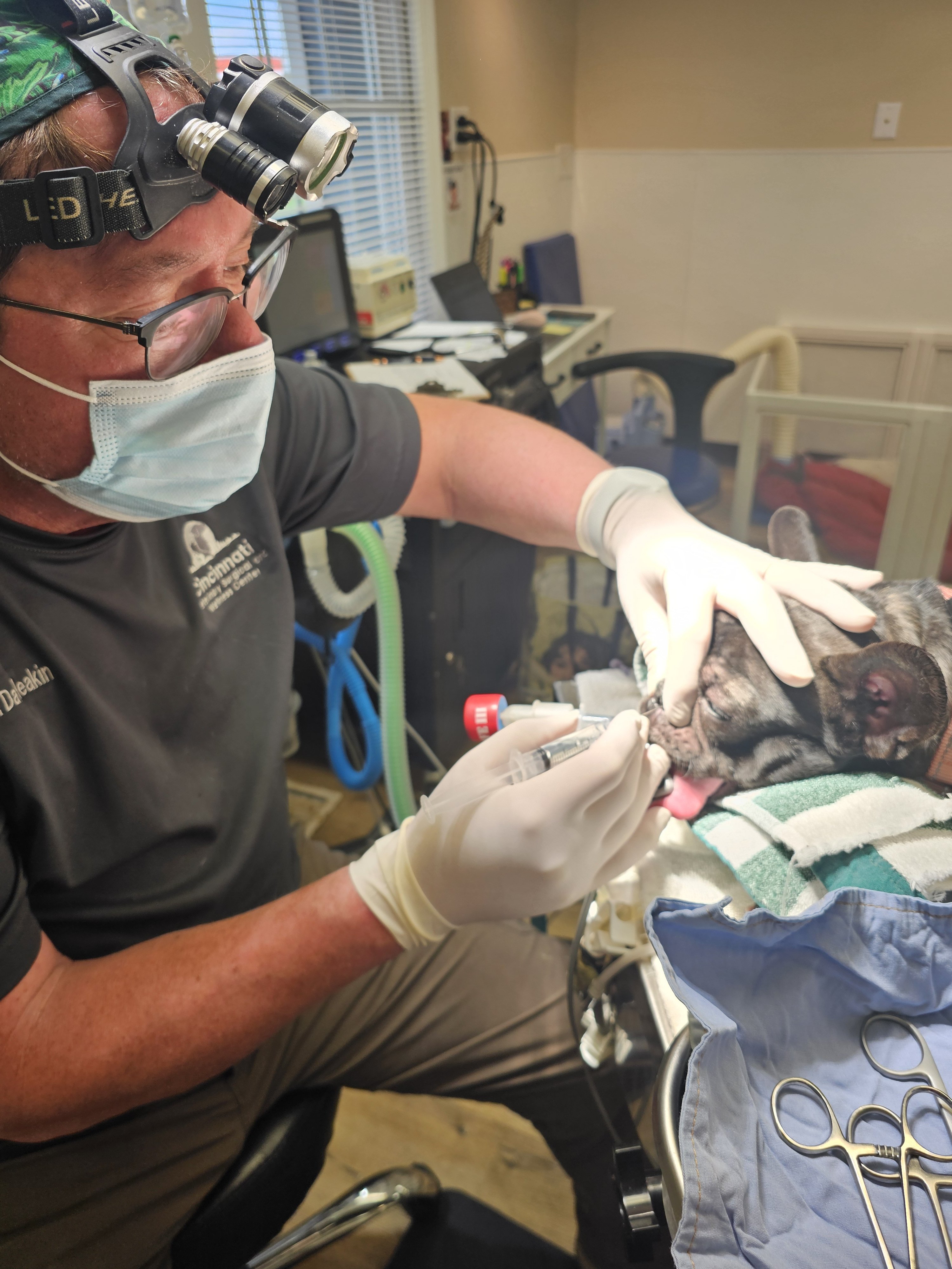 Veterinary checkup