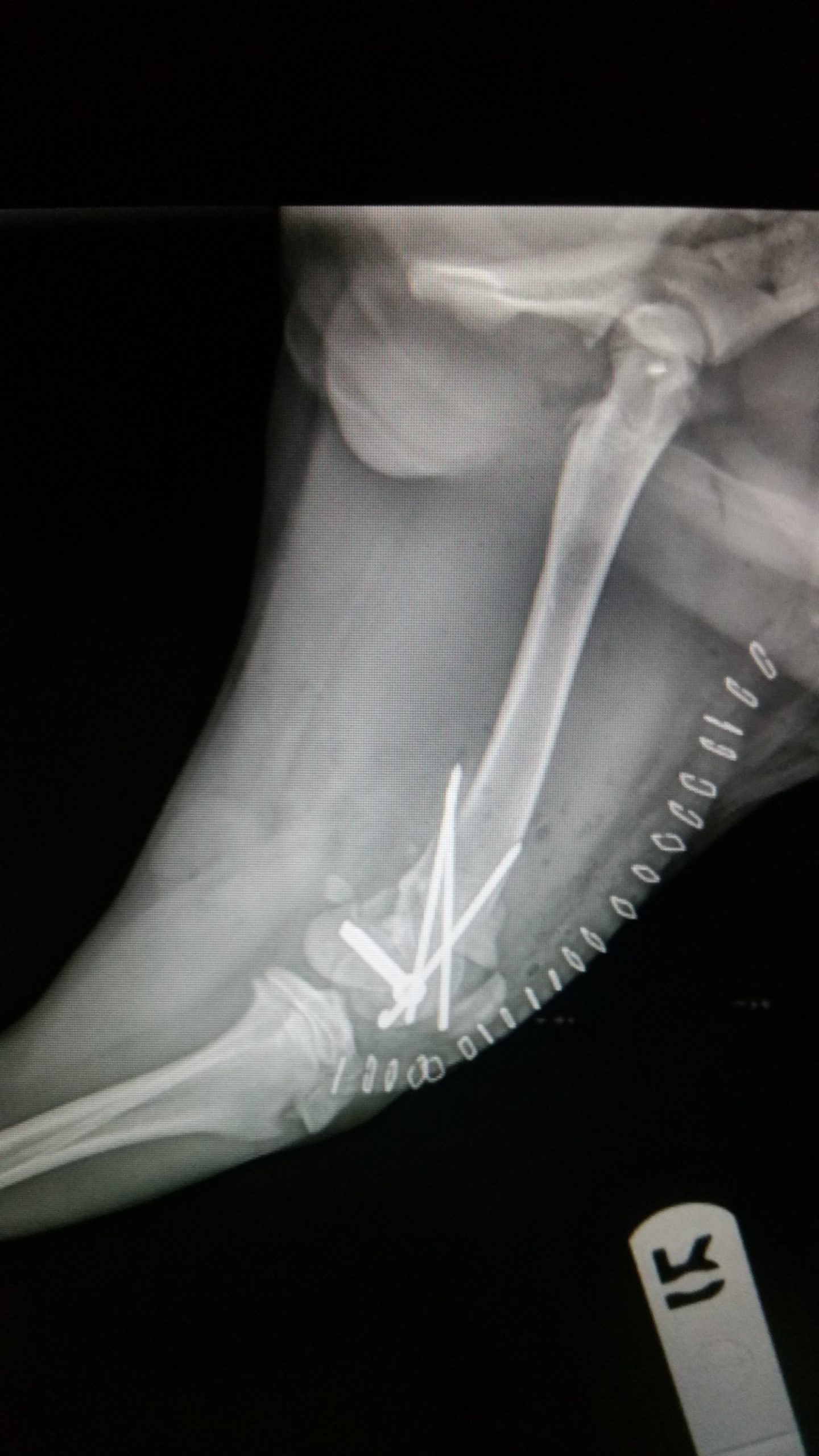 X-ray image of a dog's leg with a metal implant and screws