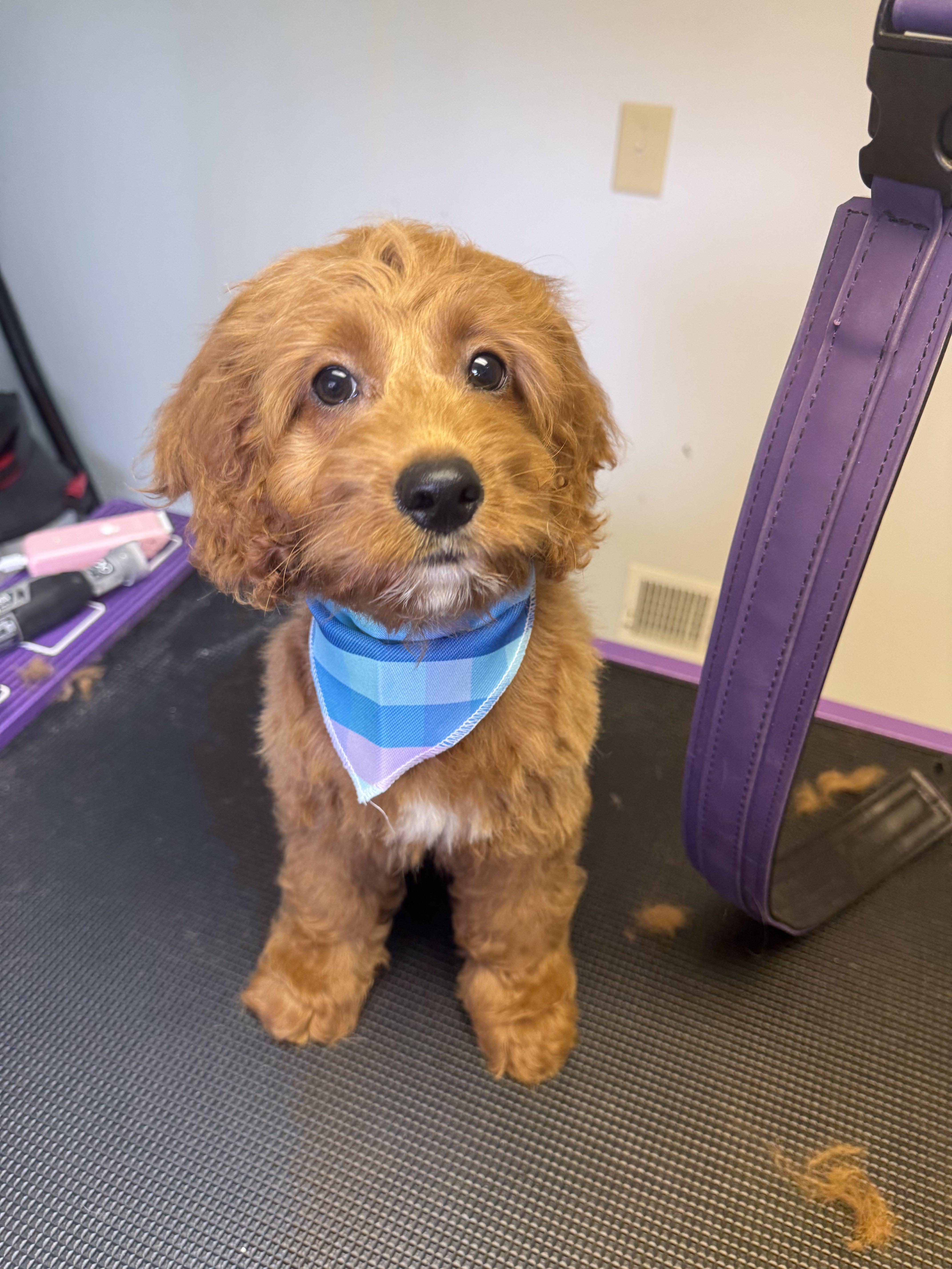 A small brown poodle puppy wearing a blue bandana is sitting on a grooming table.