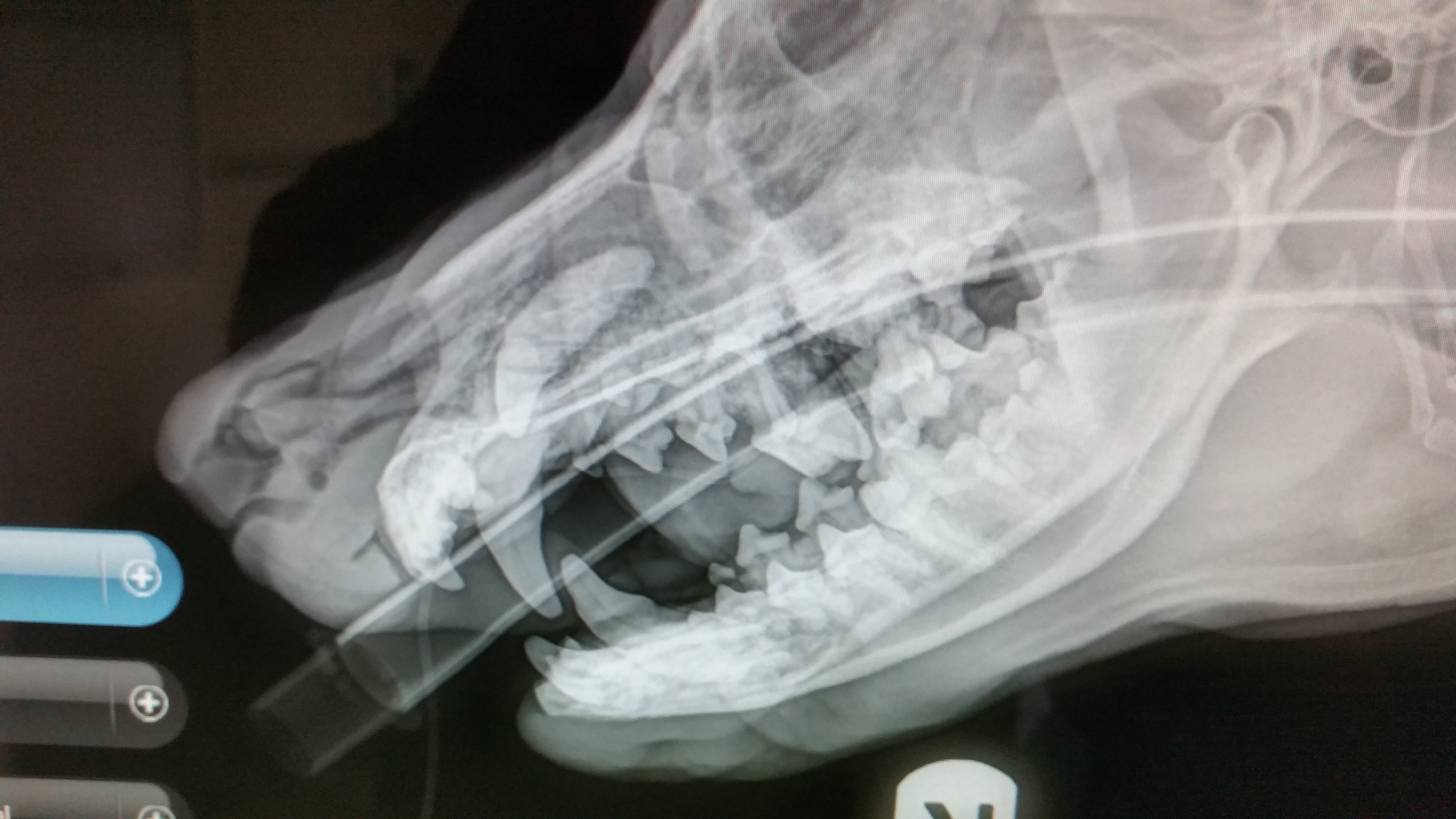 X-ray image of a dog's jaw showing teeth and bone structure