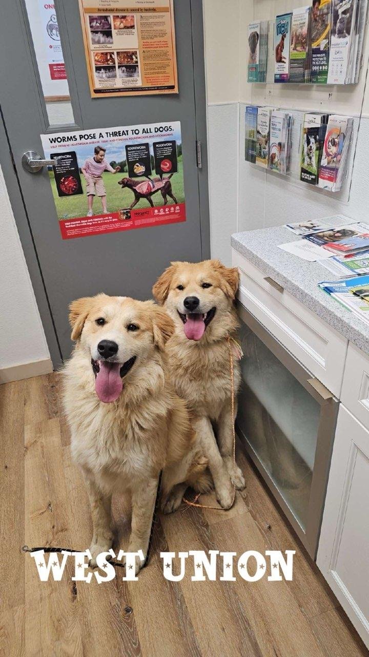 Two golden retrievers sitting in front of a door with a poster about worms
