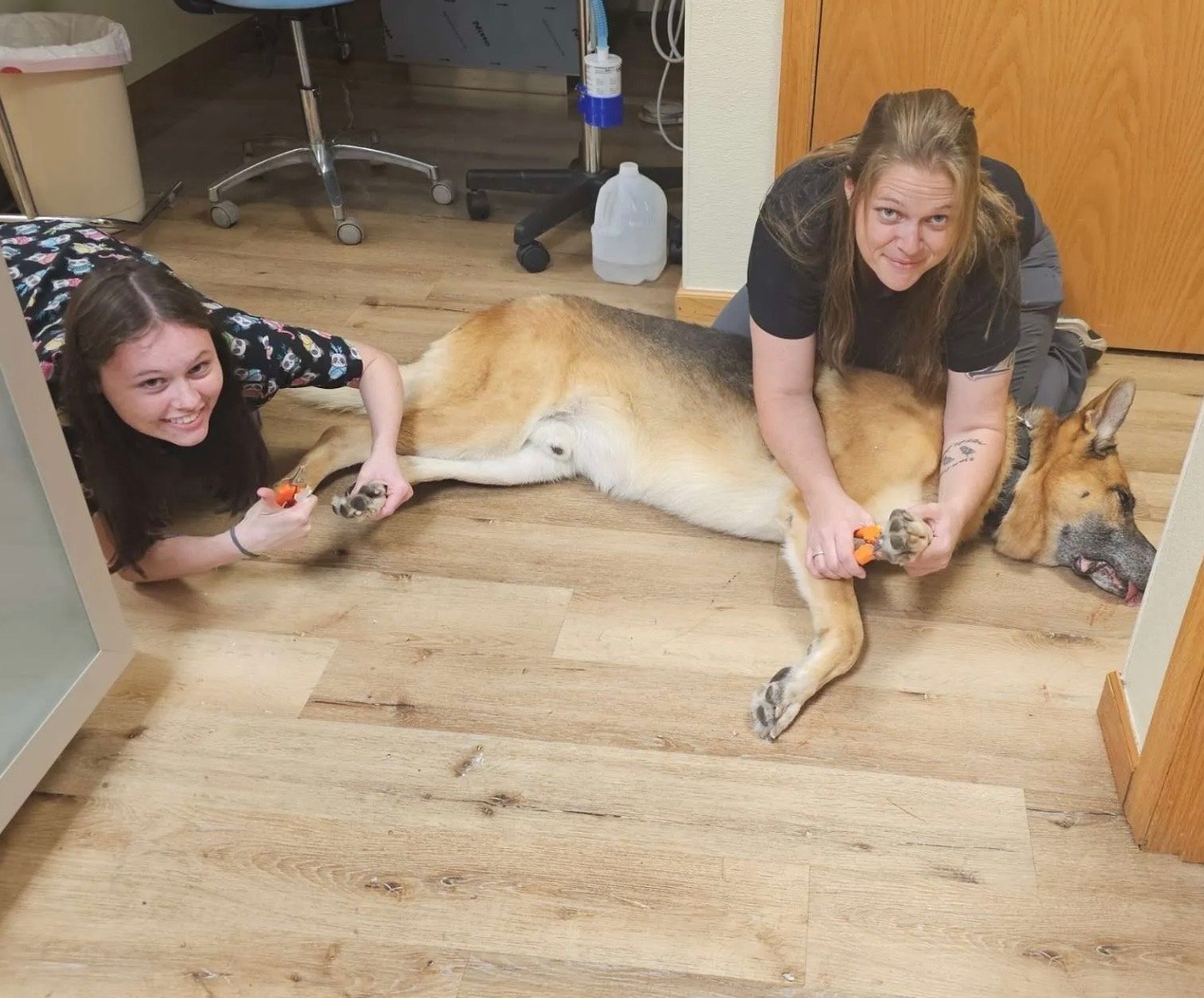Happy dog representing the rescue animals Adams County Veterinary Services supports