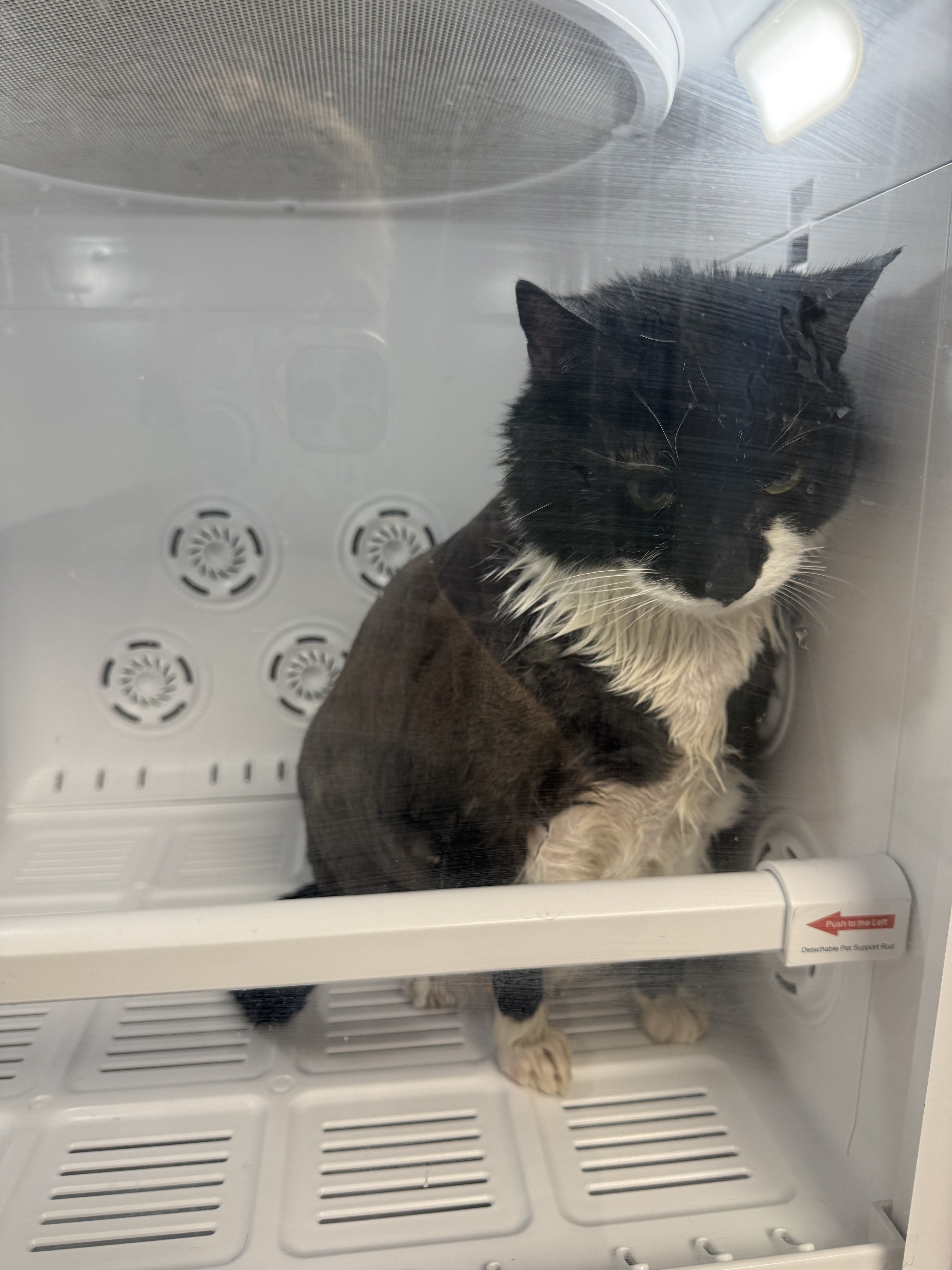 A wet black and white cat sitting inside a refrigerator with a push-to-open door.