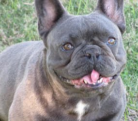 French Bulldog