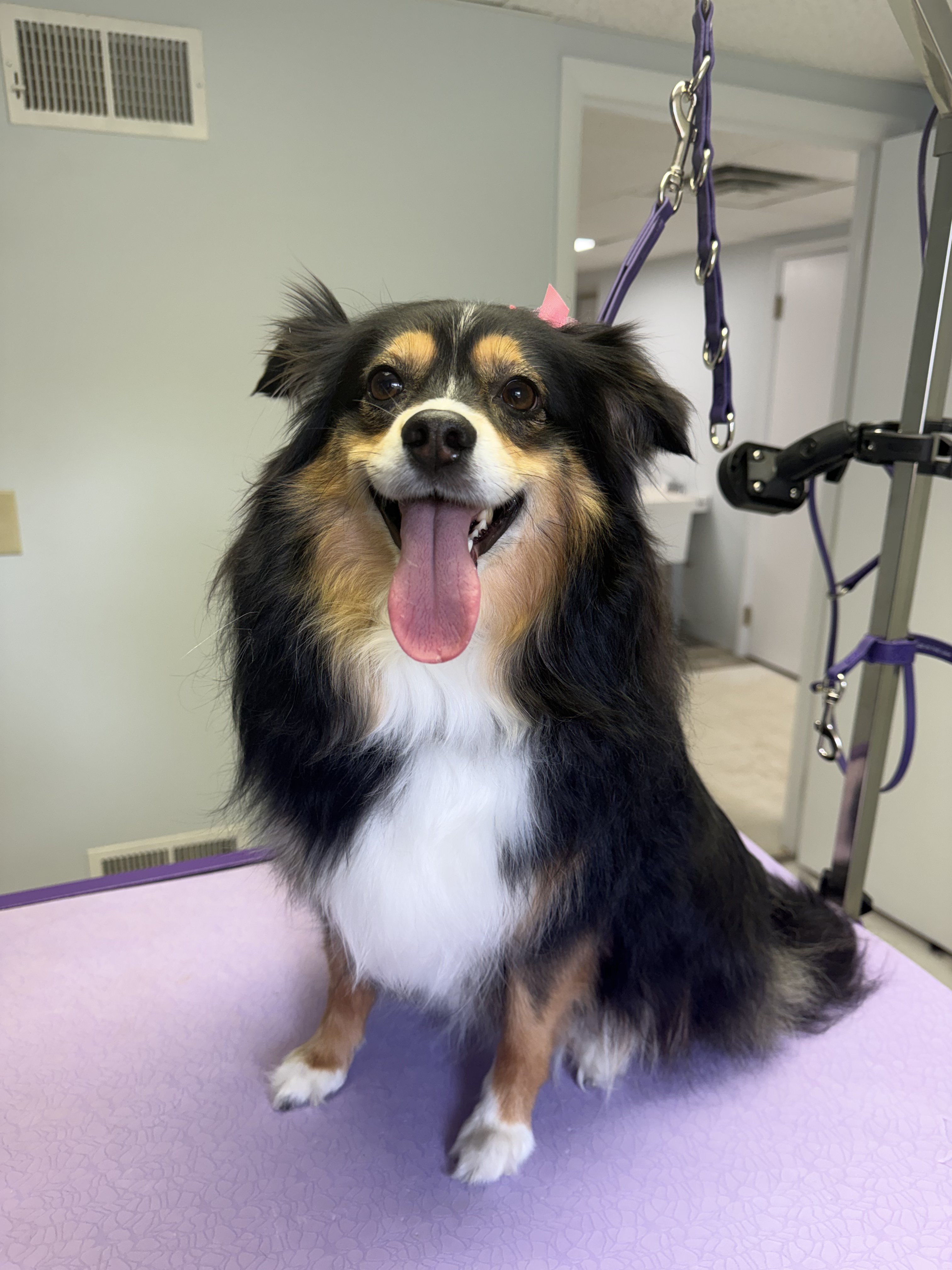 A black and white dog with a pink bow sits on a purple table at a grooming salon.