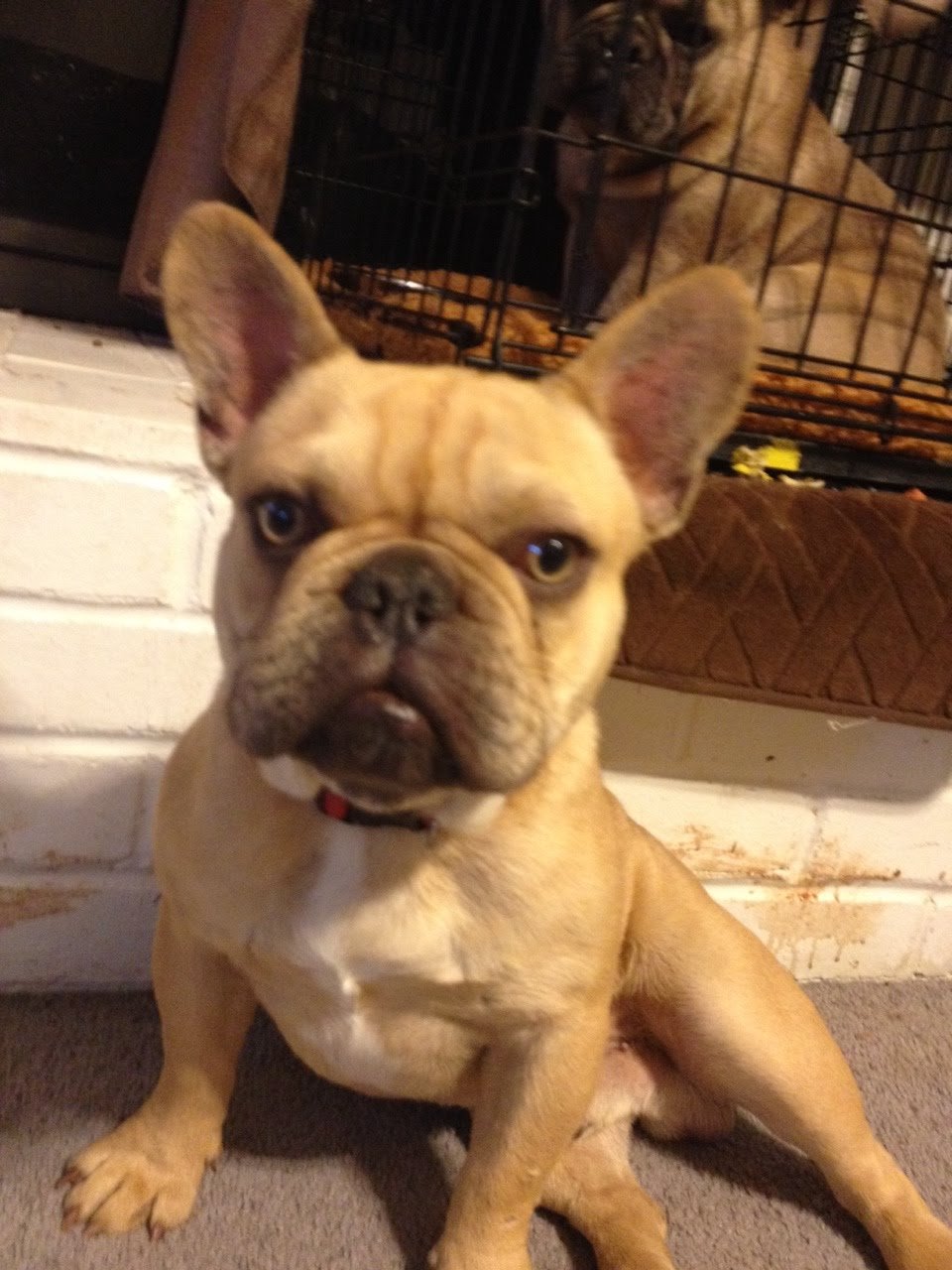 French Bulldog