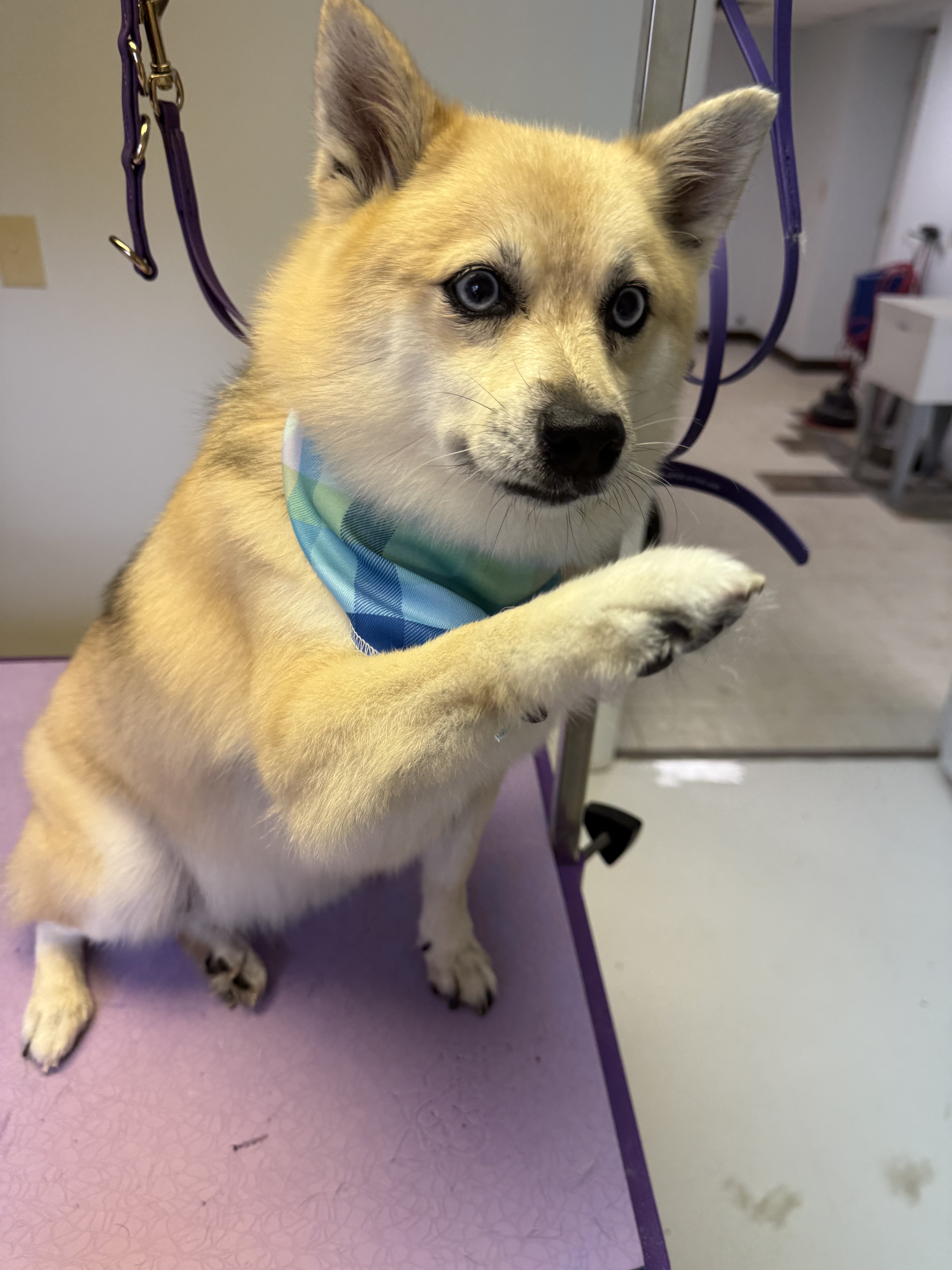 A light brown dog with a blue bandana is standing on a grooming table.
