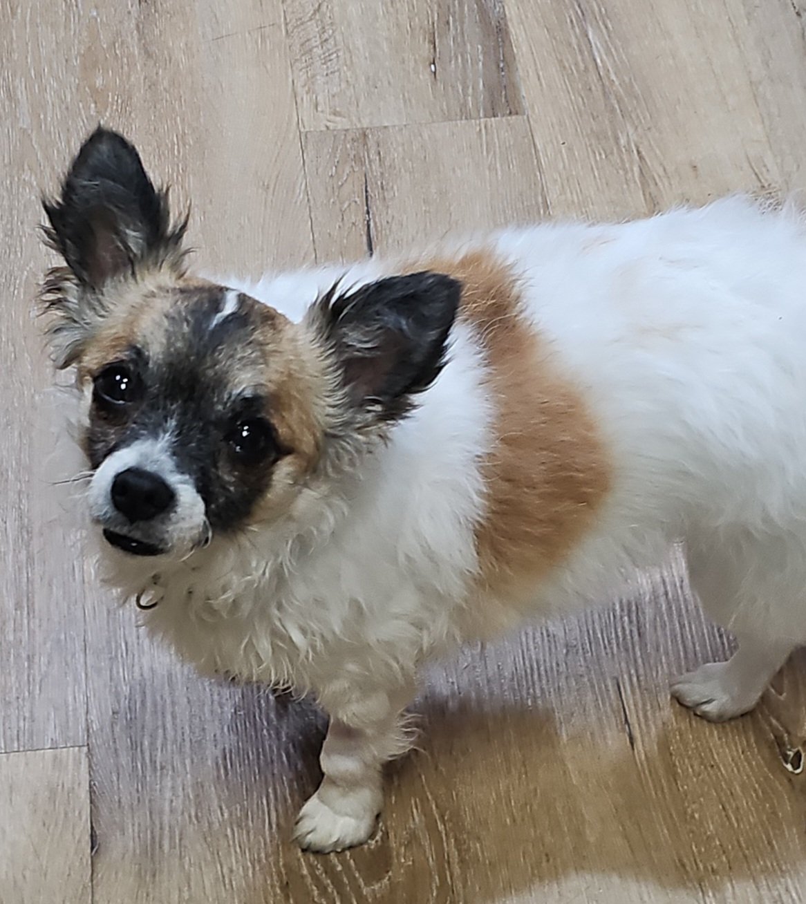 A small white and brown dog with a black nose stands on a wooden floor.